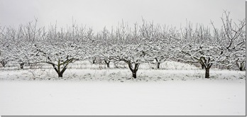 Apple Trees in Snow # 1-  11x24